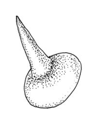 Blindia magellanica, operculum. Drawn from A.J. Fife 9562, CHR 477528.
 Image: R.C. Wagstaff © Landcare Research 2015 